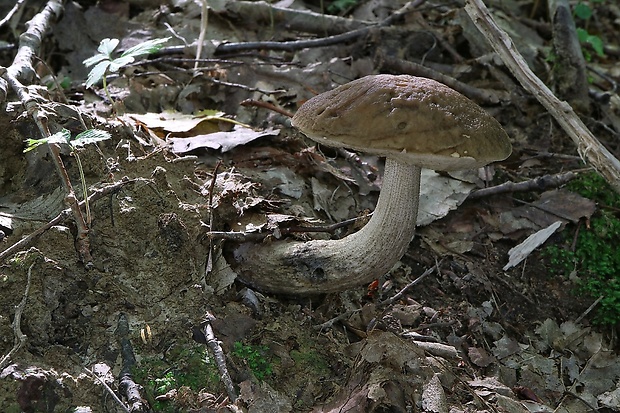 kozák hrabový Leccinum pseudoscabrum (Kallenb.) Šutara