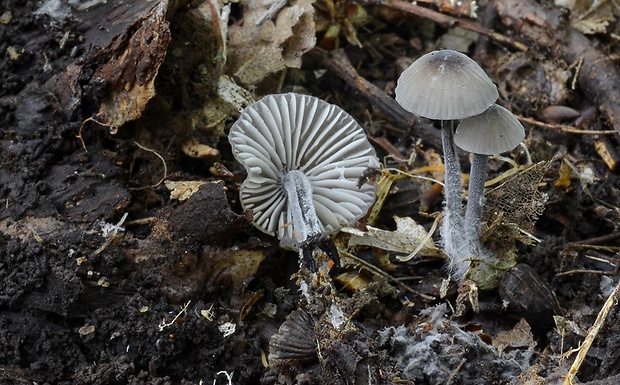 prilbička Mycena sp.