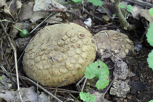 mnohokrčka dierkovaná Myriostoma coliforme (Dicks.) Corda