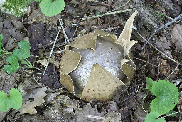 mnohokrčka dierkovaná Myriostoma coliforme (Dicks.) Corda