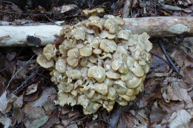 trúdnik klobúčkatý Polyporus umbellatus (Pers.) Fr.