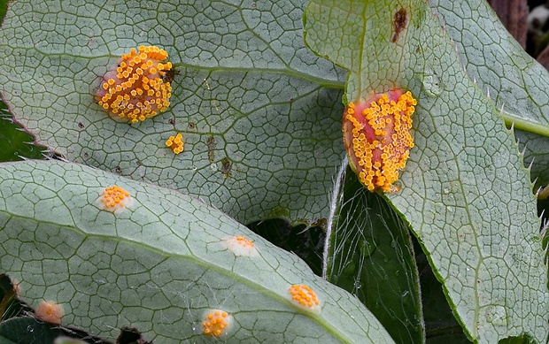 hrdza trávová Puccinia graminis Pers.