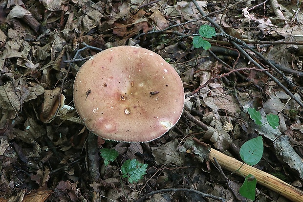 plávka Russula sp.