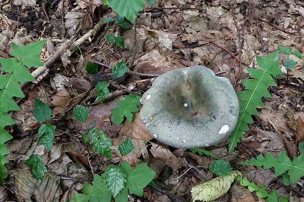 plávka Russula sp.