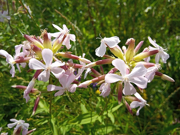 mydlica lekárska Saponaria officinalis L.