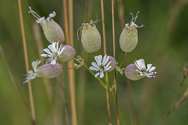 silenka obyčajná Silene vulgaris (Moench) Garcke