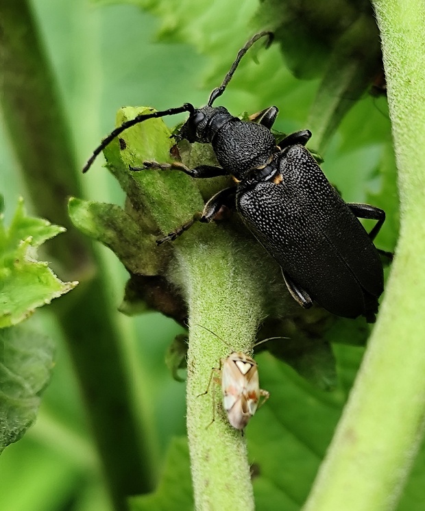 fuzáč / tesařík žlutoštítý  Stictoleptura scutellata