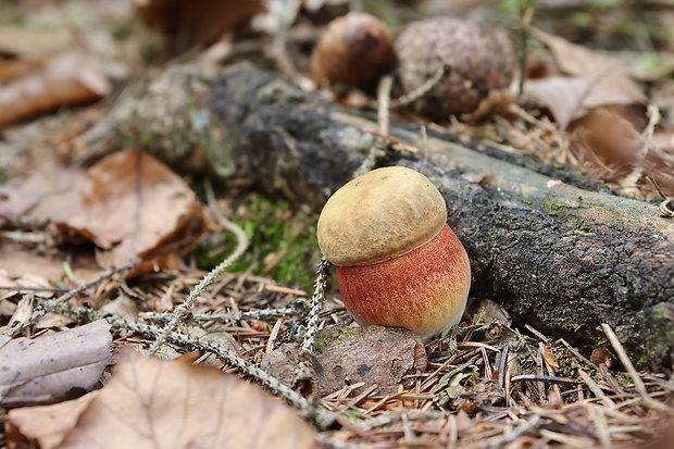 hríb zrnitohlúbikový Sutorius luridiformis (Rostk.) G. Wu & Zhu L. Yang