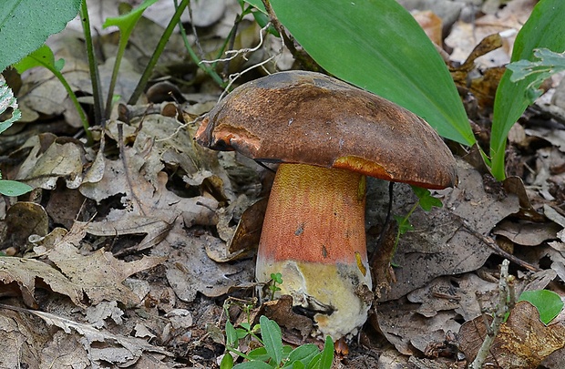 hríb zrnitohlúbikový Sutorius luridiformis (Rostk.) G. Wu & Zhu L. Yang