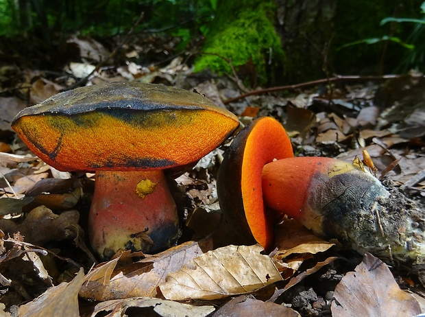 hríb zrnitohlúbikový Sutorius luridiformis (Rostk.) G. Wu & Zhu L. Yang