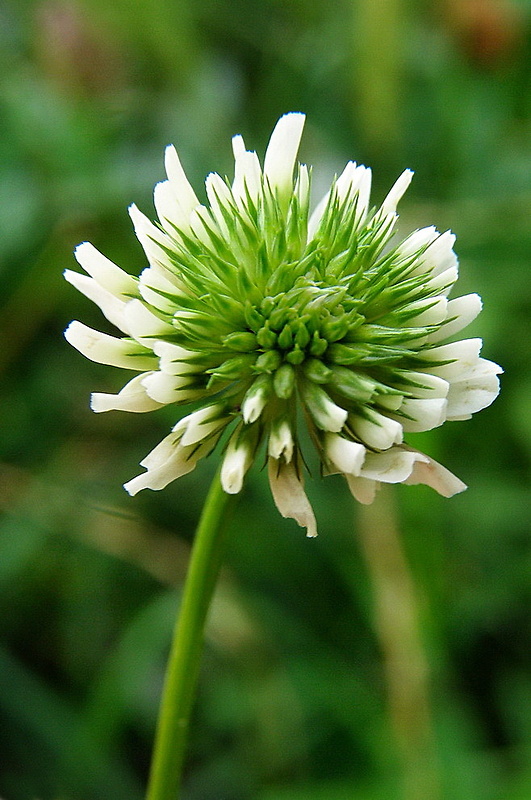 ďatelina horská Trifolium montanum L.