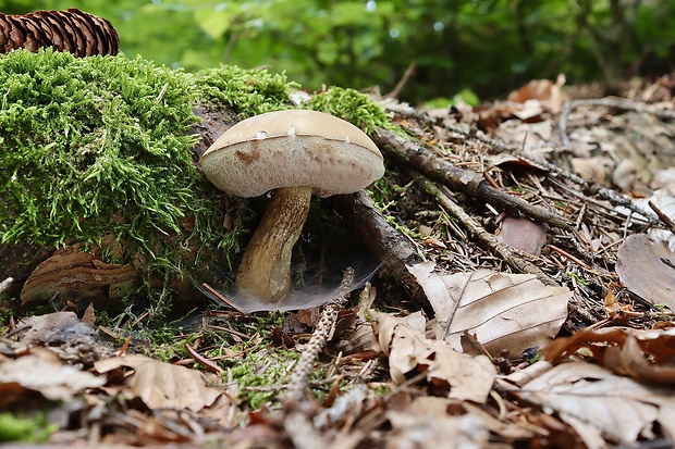 podhríb žlčový Tylopilus felleus (Bull.) P. Karst.