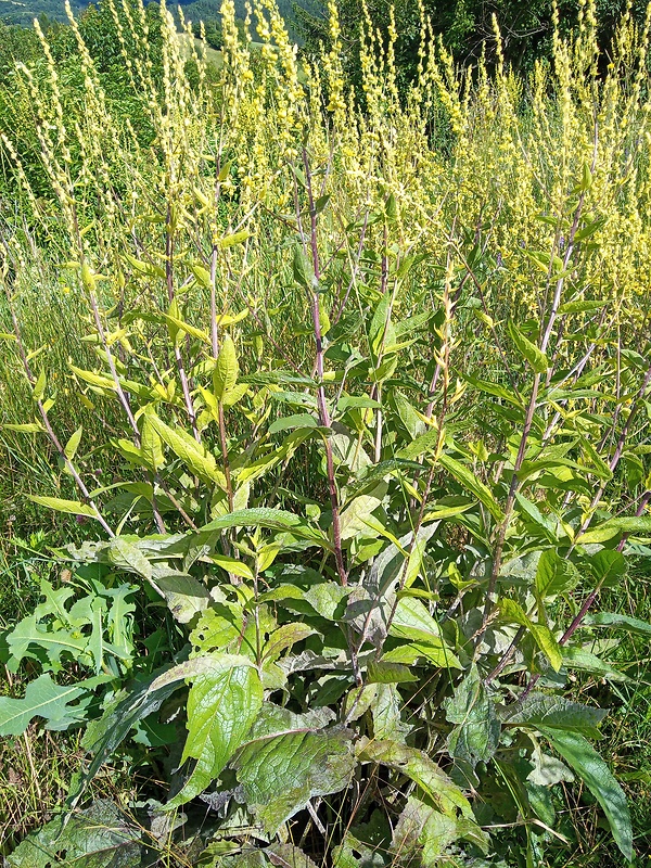 divozel čierny Verbascum nigrum L.