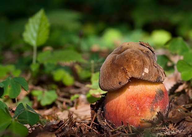 hríb zrnitohlúbikový Sutorius luridiformis (Rostk.) G. Wu & Zhu L. Yang