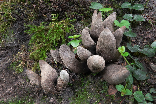 drevnatec Xylaria sp.