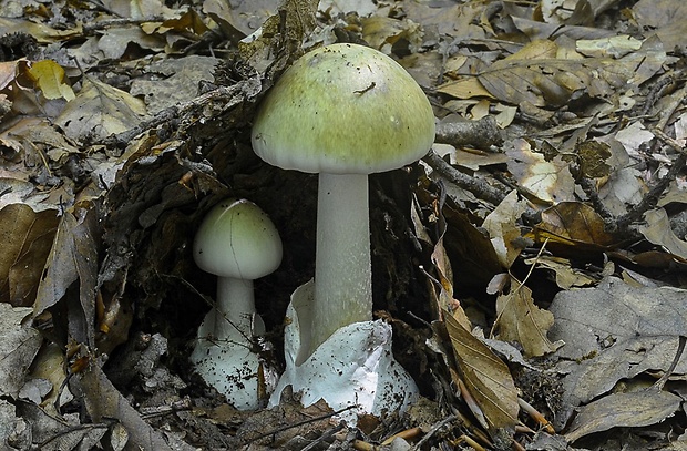 muchotrávka zelená Amanita phalloides (Vaill. ex Fr.) Link