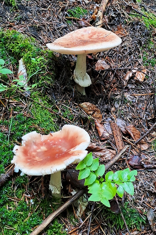 muchotrávka červenkastá Amanita rubescens Pers.