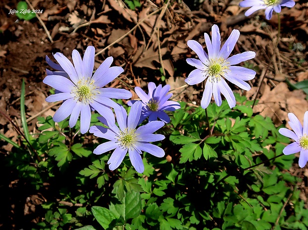 veternica apeninská Anemone apennina L.