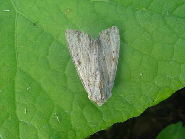 sivkavec koreňový Apamea lithoxylaea