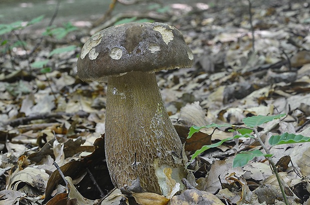 hríb bronzový Boletus aereus Bull. ex Fr.