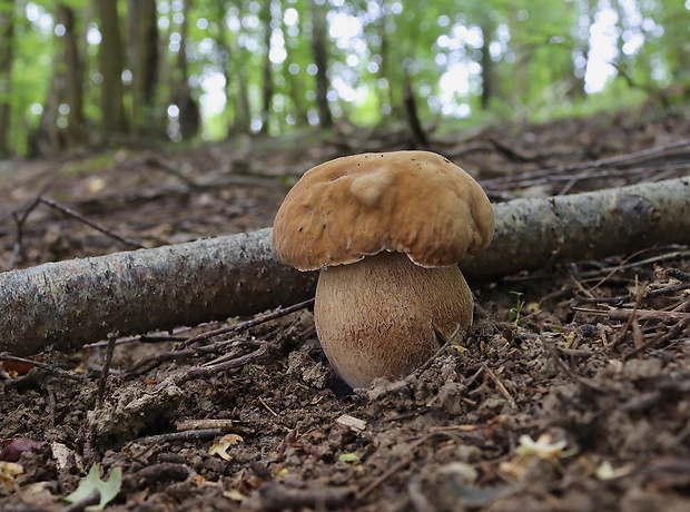 hríb dubový Boletus reticulatus Schaeff.