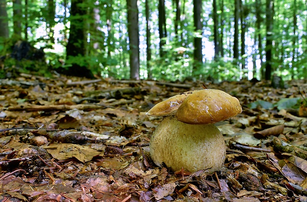 hríb dubový Boletus reticulatus Schaeff.