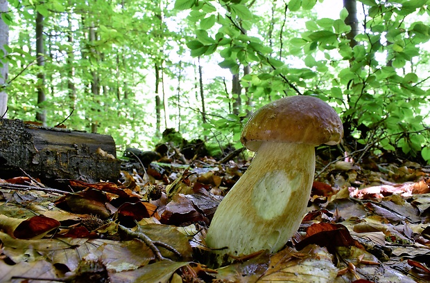 hríb dubový Boletus reticulatus Schaeff.