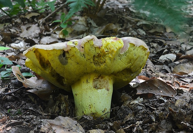 hríb kráľovský Butyriboletus regius (Krombh.) D. Arora & J.L. Frank