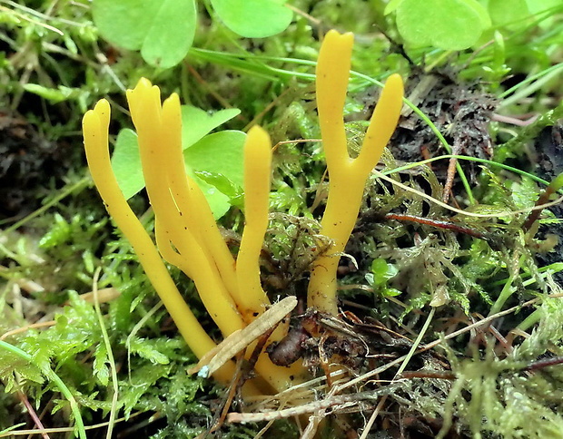 parôžkovec lepkavý Calocera viscosa (Pers.) Fr.