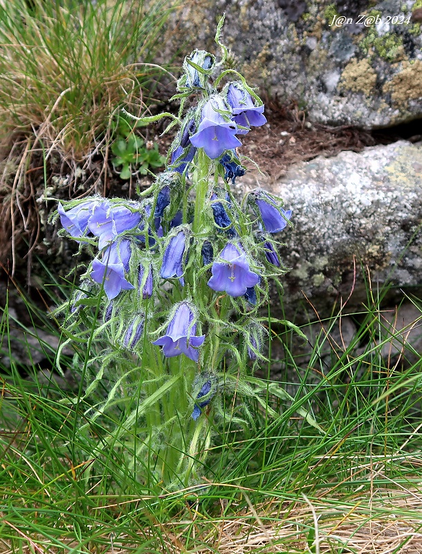 zvonček alpínsky Campanula alpina Jacq.