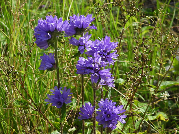 zvonček hrdlohojový Campanula cervicaria L.