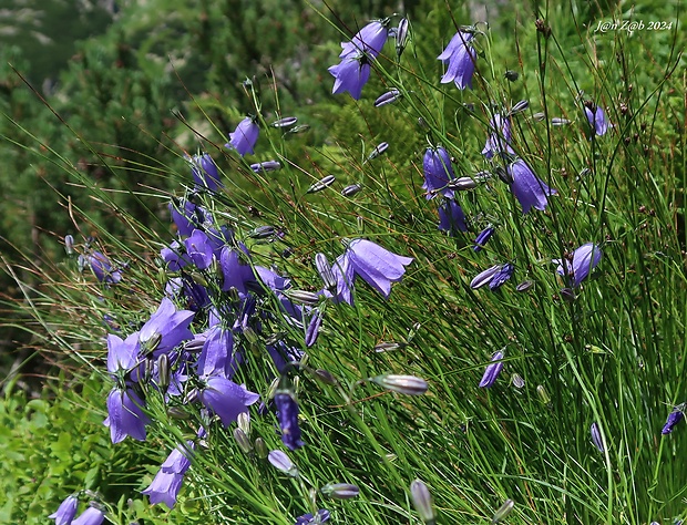 zvonček tatranský Campanula tatrae Borbás