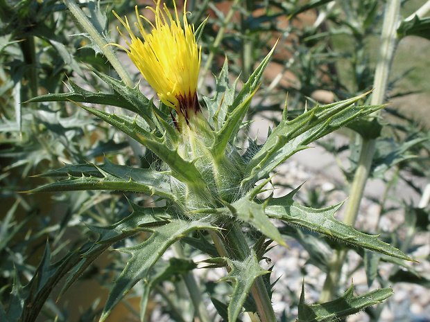 požlt vlnatý Carthamus lanatus L.