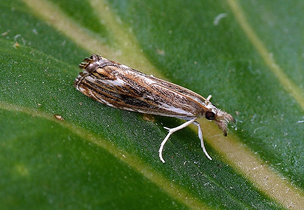 trávovec kôrový Catoptria verellus