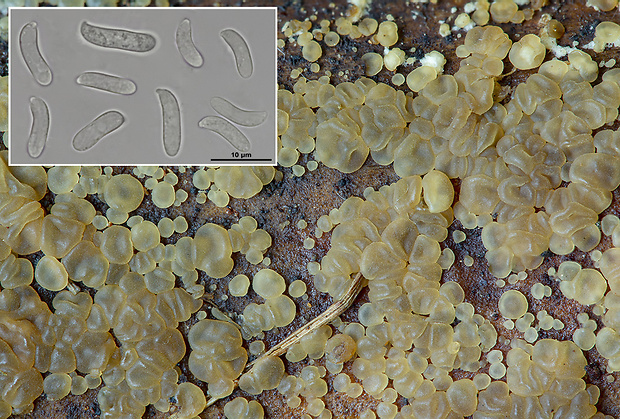 slzovec ihličnanový Cerinomyces tortus (Willd.) Miettinen, J.C. Zamora & A. Savchenko