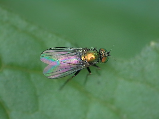 dlhonôžka ♀ Chrysotus gramineus (Fallén, 1823)