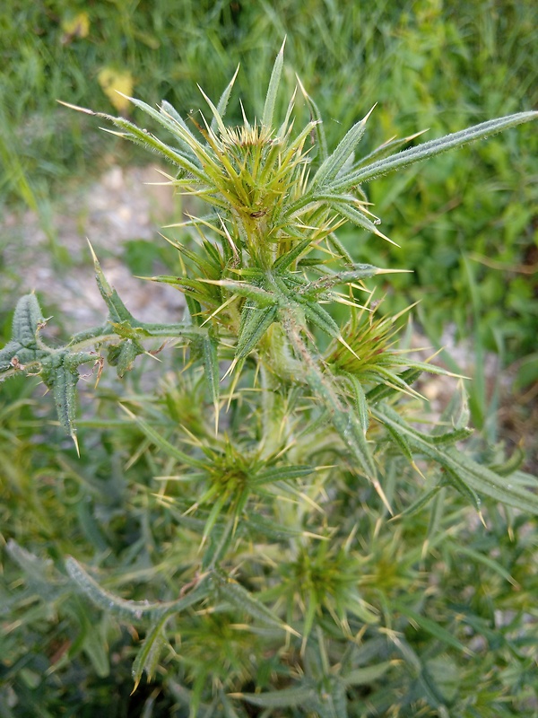 pichliač bielohlavý Cirsium eriophorum (L.) Scop.