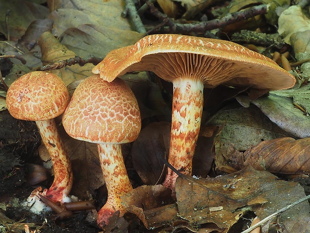 pavučinovec červenošupinatý Cortinarius bolaris (Pers.) Fr.