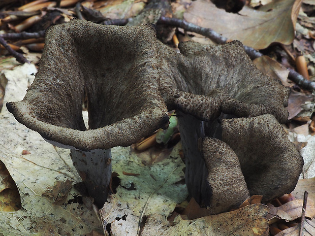 lievik trúbkovitý Craterellus cornucopioides (L.) Pers.