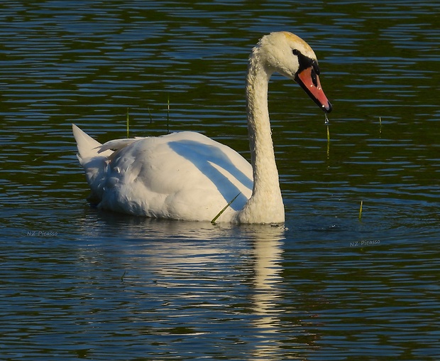 labuť veľká  Cygnus olor