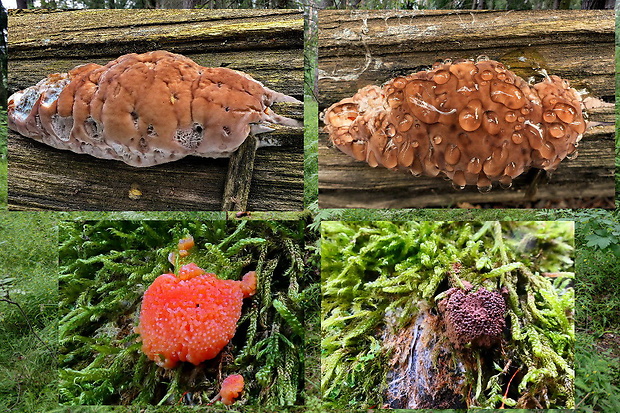 práchnovček pásikavý Fomitopsis pinicola (Sw.) P. Karst.