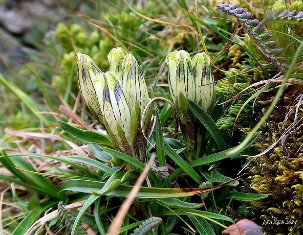 horec ľadový Gentiana frigida Haenke