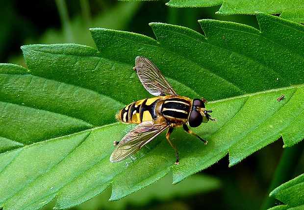 pestrica Helophilus pendulus (Linnaeus, 1758)