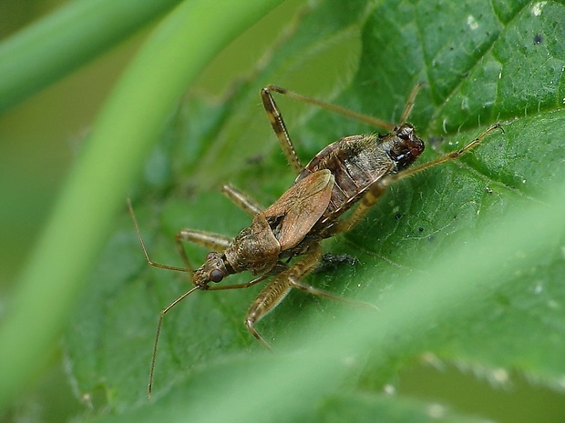 dravček ♂ Himacerus apterus (Fabricius, 1798)