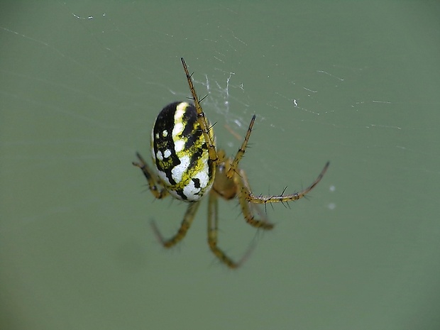 križiak lúčny Mangora acalypha