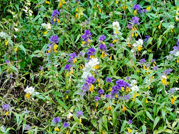 čermeľ hájny Melampyrum nemorosum L.