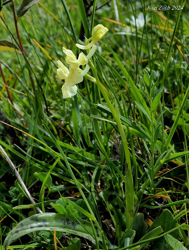 vstavač Orchis provincialis Balb. ex Lam. & DC.