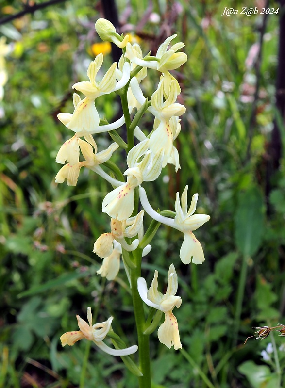 vstavač Orchis provincialis Balb. ex Lam. & DC.