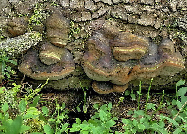 ohňovec Hartigov Phellinus hartigii (Allesch. & Schnabl) Pat.