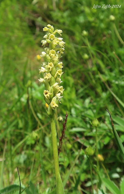 bieloprst belavý Pseudorchis albida (L.) Á. Löve et D. Löve